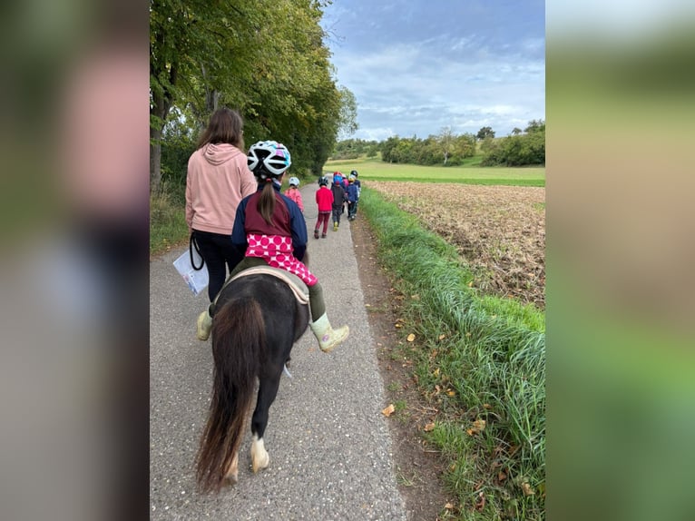 Shetland Ponies Mare 22 years 8,1 hh in Sinsheim