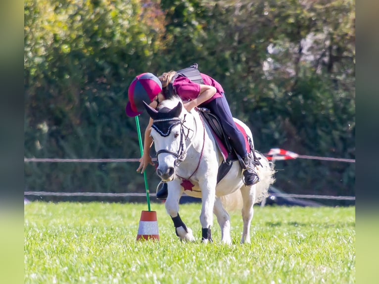 Shetland Ponies Mix Mare 23 years 10,2 hh Gray-Fleabitten in Neumarkt-Sankt Veit