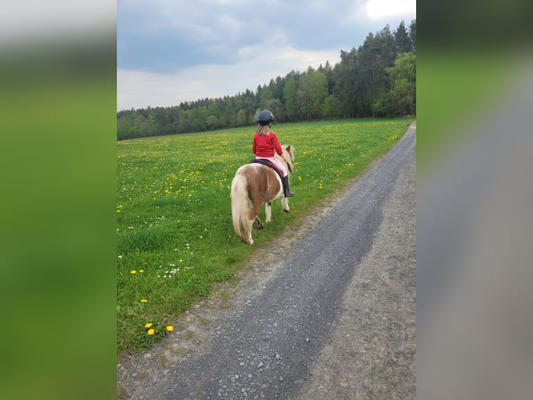 Shetland Ponies Mix Mare 24 years 10,1 hh Pinto in Sinntal