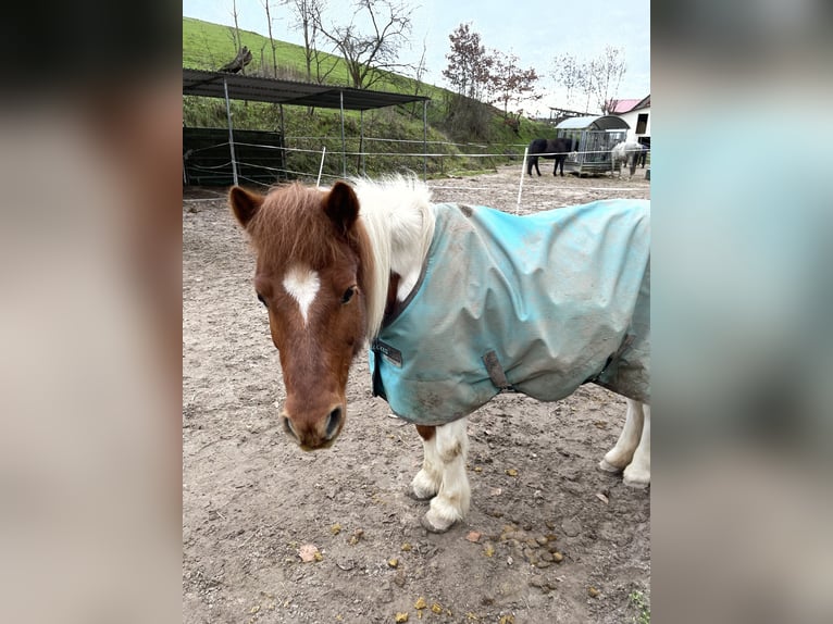 Shetland Ponies Mix Mare 24 years 11.1 hh Pinto in Ladenburg