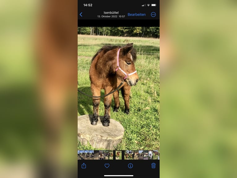 Shetland Ponies Mix Mare 26 years 10,2 hh Brown in Ribbesbüttel