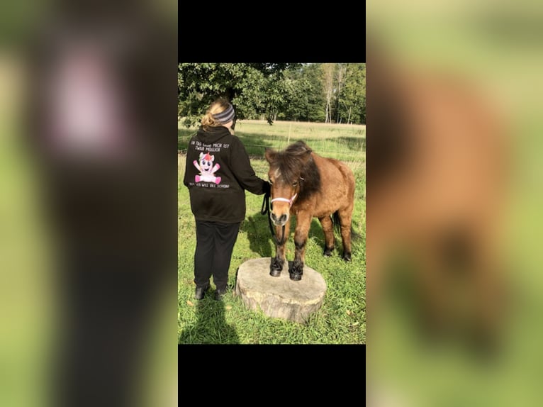 Shetland Ponies Mix Mare 26 years 10,2 hh Brown in Ribbesbüttel