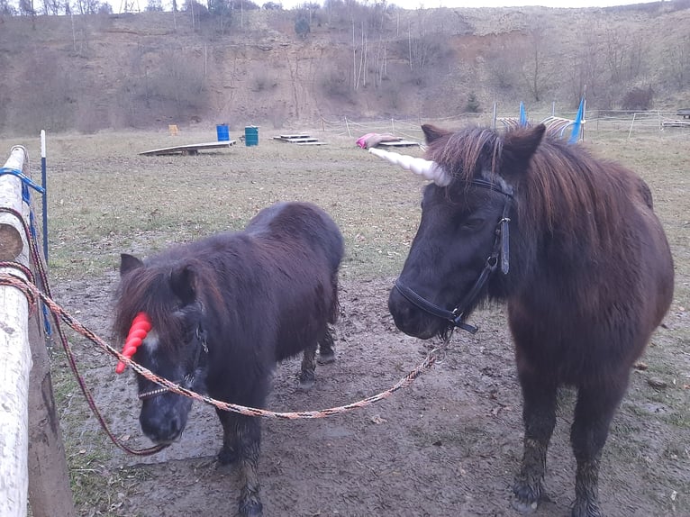 Shetland Ponies Mare 26 years 9,2 hh Black in Todtenweis