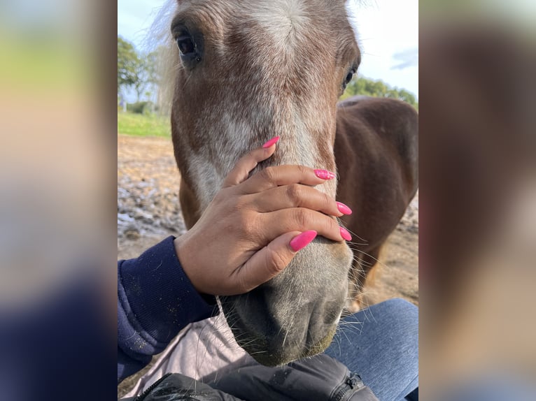 Shetland Ponies Mare 26 years 9,2 hh Brown-Light in Hengelo (Gld)