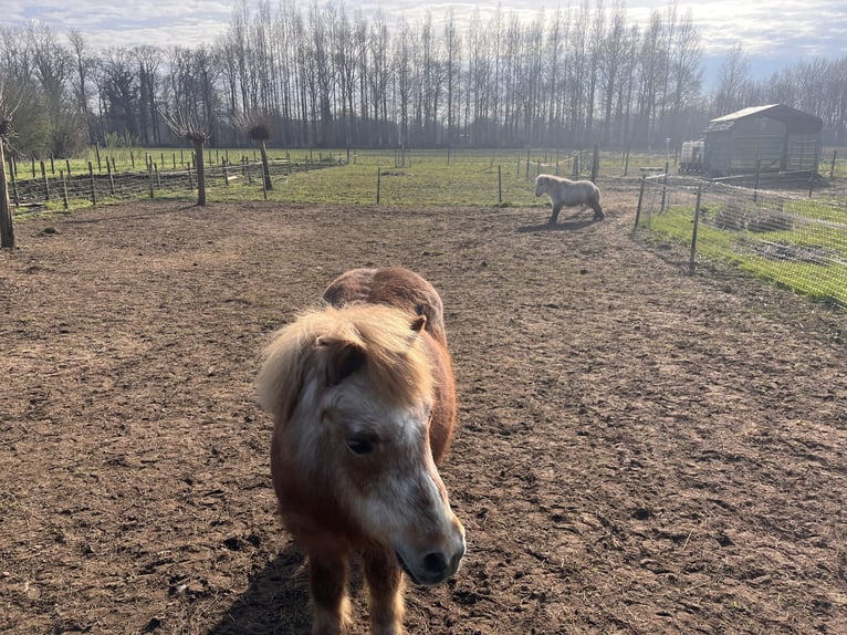 Shetland Ponies Mare 26 years 9,2 hh Brown-Light in Hengelo (Gld)