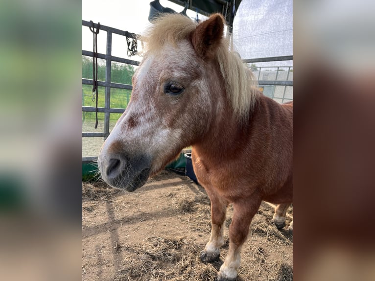 Shetland Ponies Mare 26 years 9,2 hh Brown-Light in Hengelo (Gld)