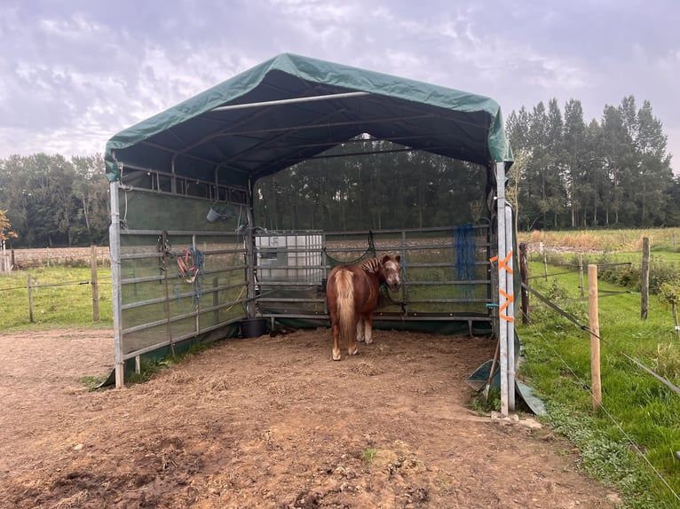Shetland Ponies Mare 26 years 9,2 hh Brown-Light in Hengelo (Gld)