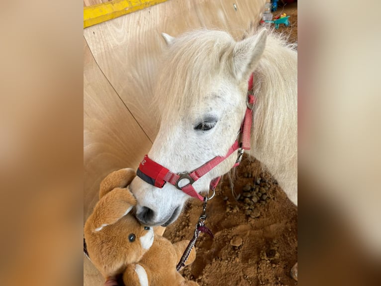 Shetland Ponies Mare 27 years 10,1 hh Gray in Elterlein