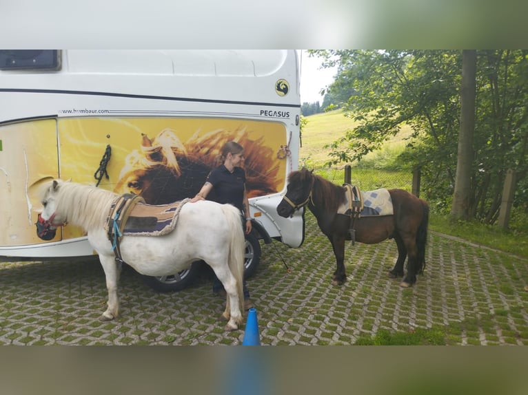 Shetland Ponies Mare 27 years 10,1 hh Gray in Elterlein