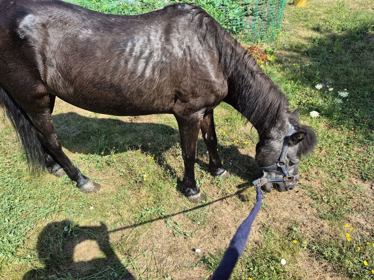 Shetland Ponies Mare 27 years 11,2 hh Black in Landsberg