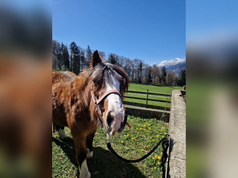 Shetland Ponies Mix Mare 27 years 14,1 hh Brown in Aeschiried