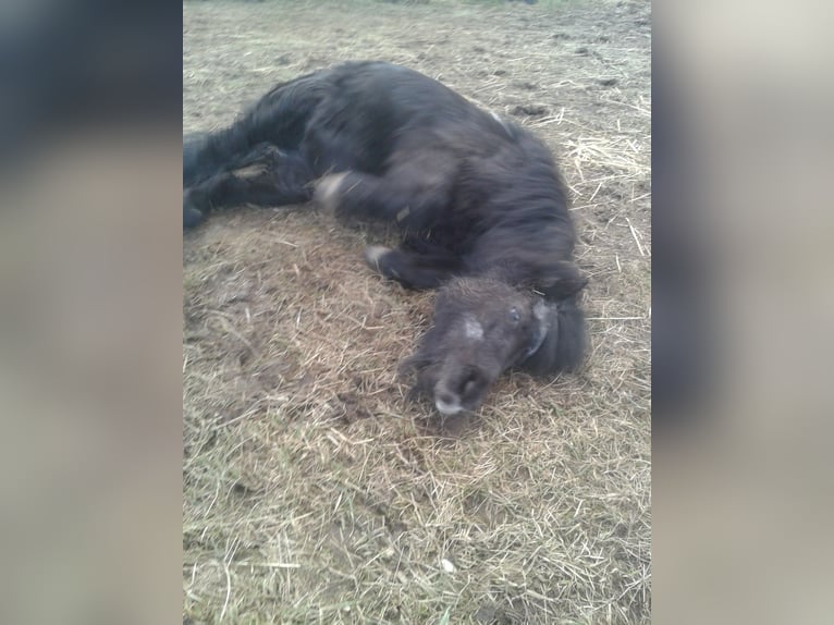 Shetland Ponies Mare 27 years 9,2 hh Black in Rottenburg am Neckar