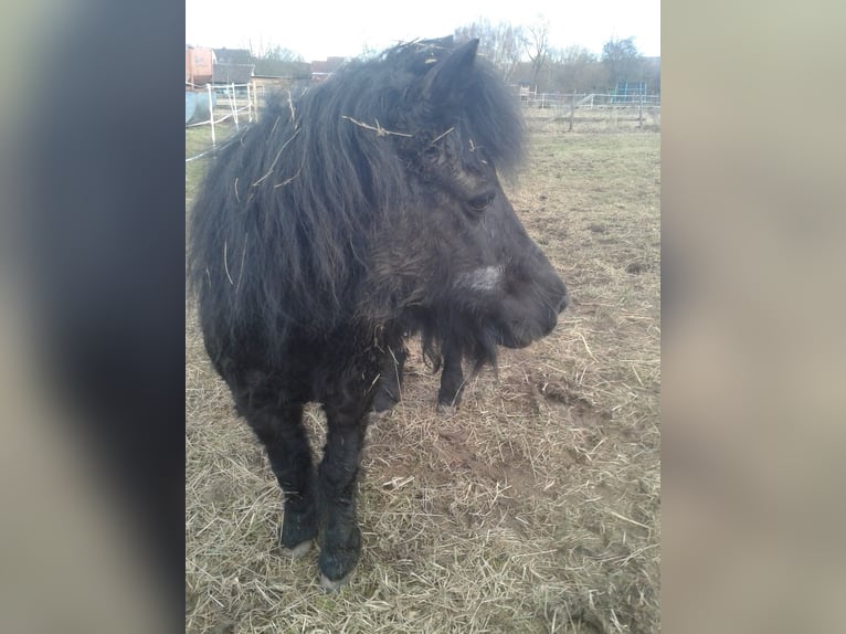 Shetland Ponies Mare 27 years 9,2 hh Black in Rottenburg am Neckar