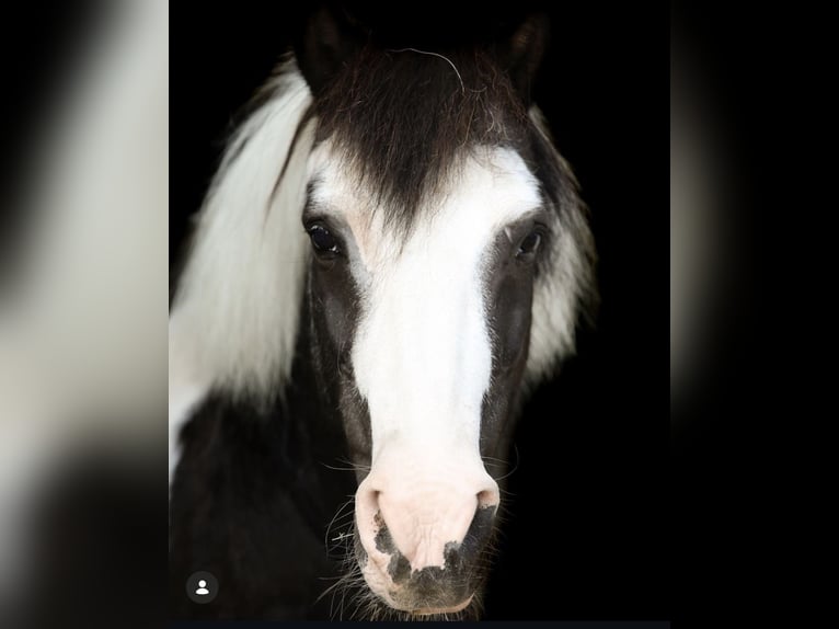 Shetland Ponies Mare 29 years 11 hh Pinto in Bevern