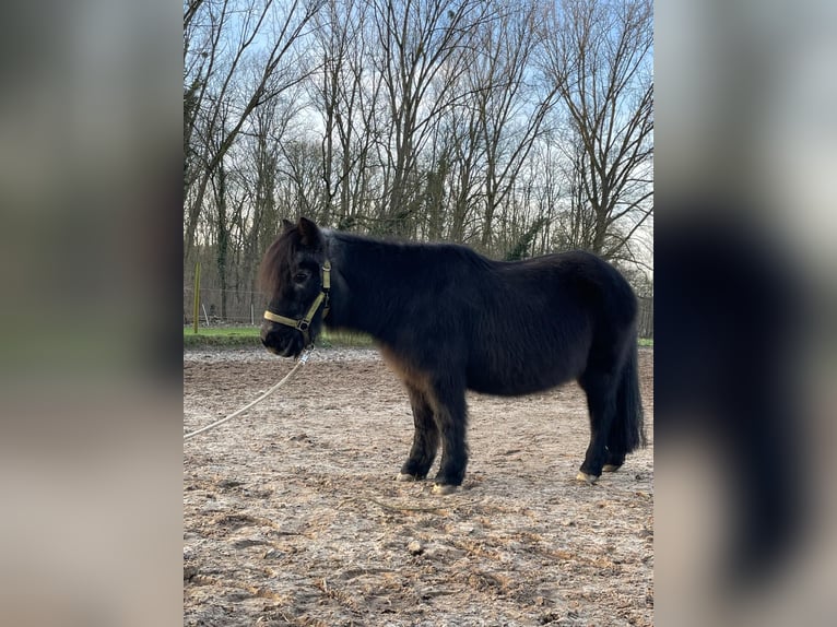 Shetland Ponies Mare 29 years Black in Köln