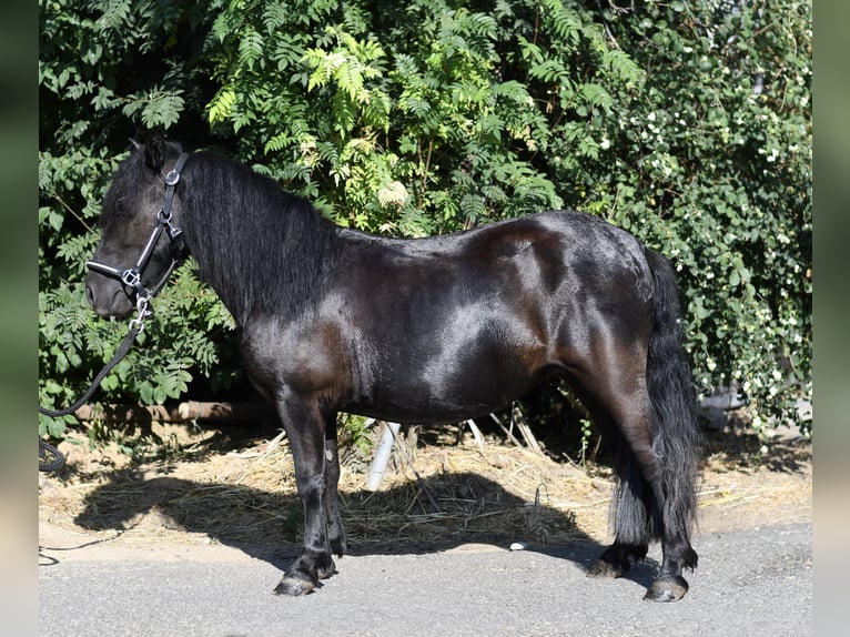 Shetland Ponies Mare 2 years 10.1 hh Black in Geilenkirchen
