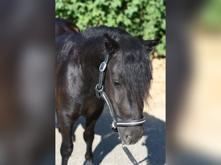 Shetland Ponies Mare 2 years 10.1 hh Black in Geilenkirchen
