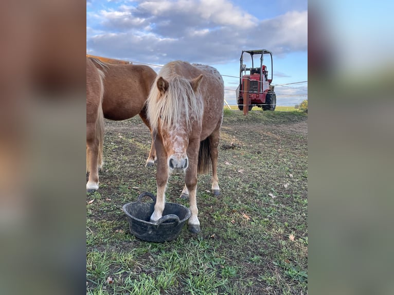 Shetland Ponies Mare 2 years 10,1 hh Leopard-Piebald in Penig