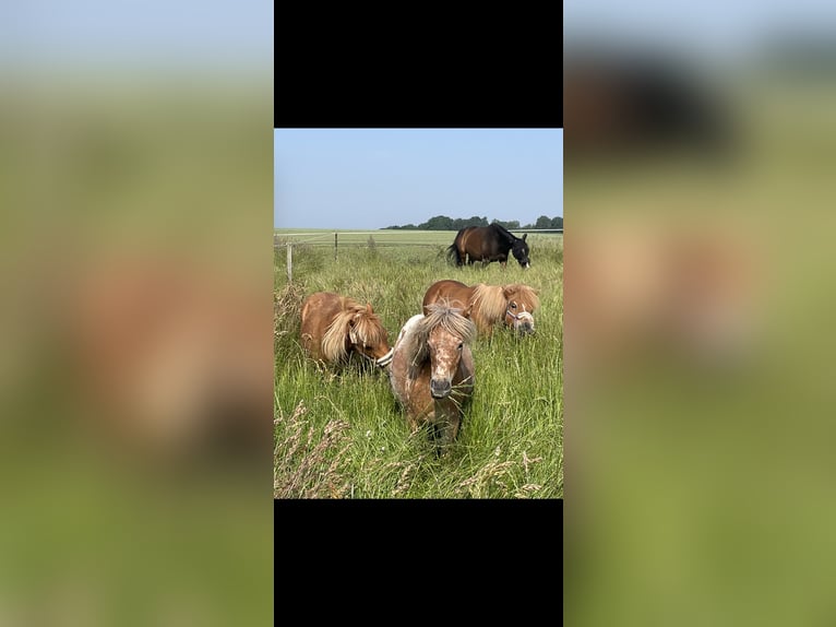 Shetland Ponies Mare 2 years 10,1 hh Leopard-Piebald in Penig