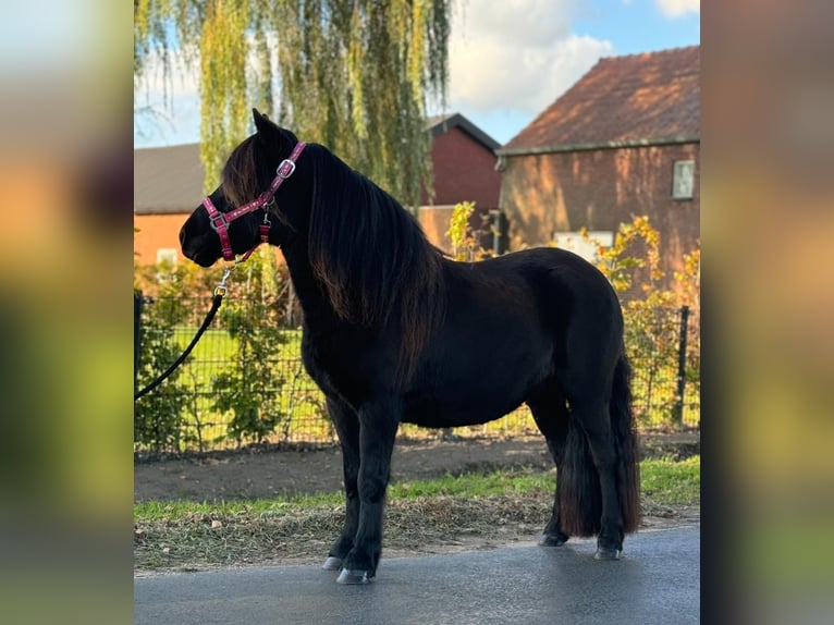 Shetland Ponies Mare 2 years 10,3 hh Black in Wernhout