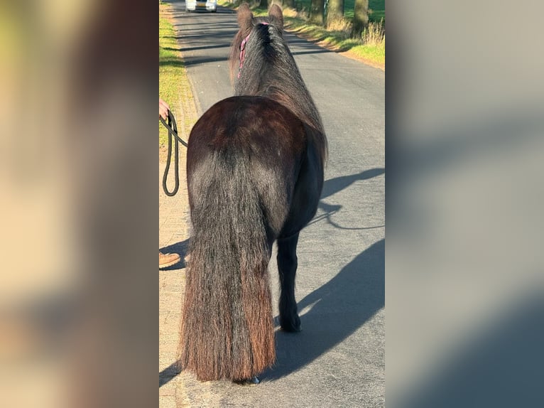 Shetland Ponies Mare 2 years 10,3 hh Black in Wernhout