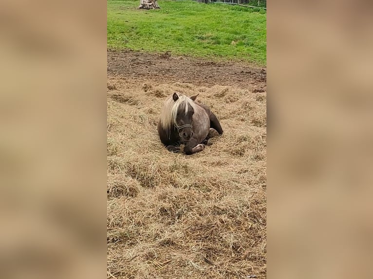 Shetland Ponies Mare 2 years 10 hh Black in Rehburg-Loccum