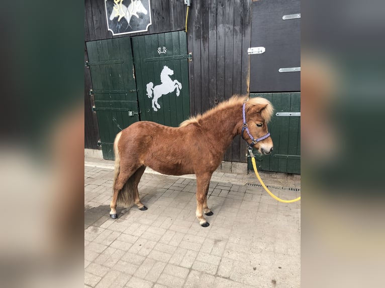 Shetland Ponies Mare 2 years 10 hh Chestnut-Red in Bleckede