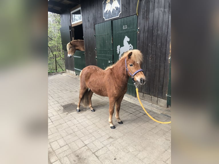 Shetland Ponies Mare 2 years 10 hh Chestnut-Red in Bleckede