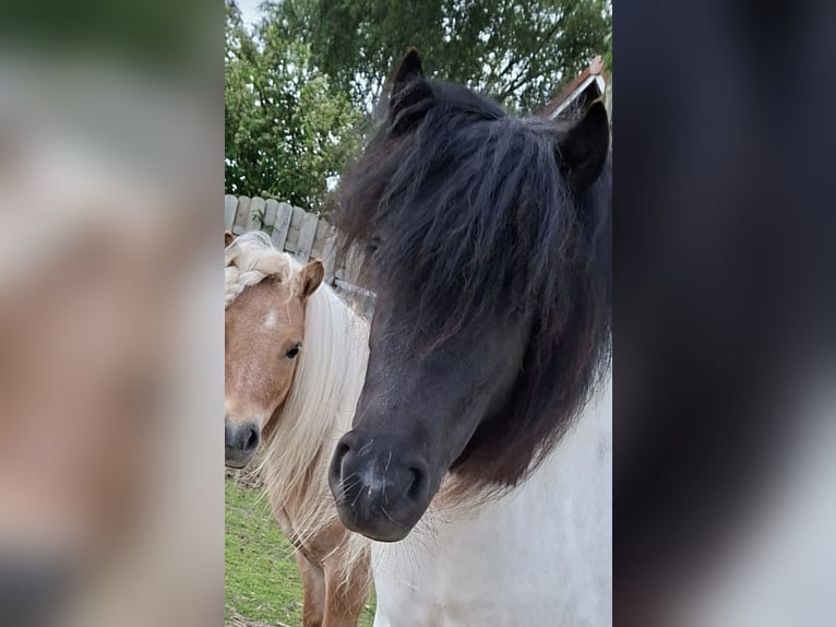 Shetland Ponies Mare 2 years 10 hh Pinto in Bünsdorf
