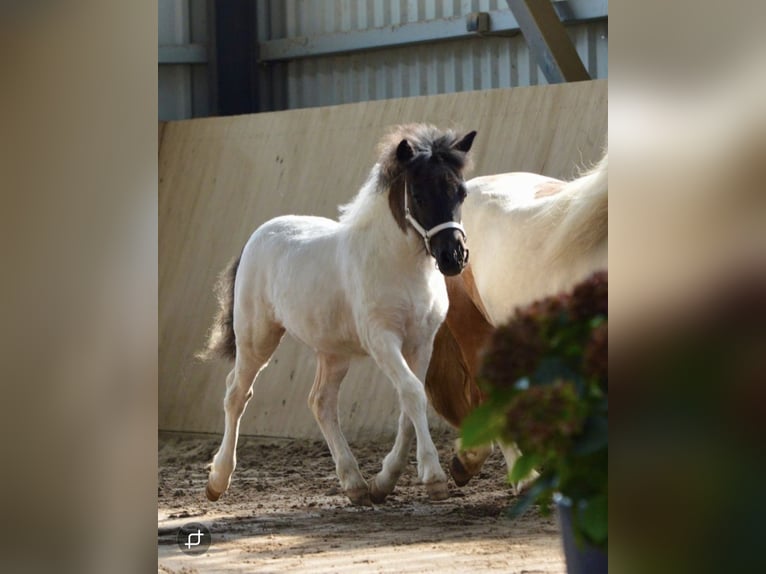 Shetland Ponies Mare 2 years 10 hh Pinto in Bünsdorf