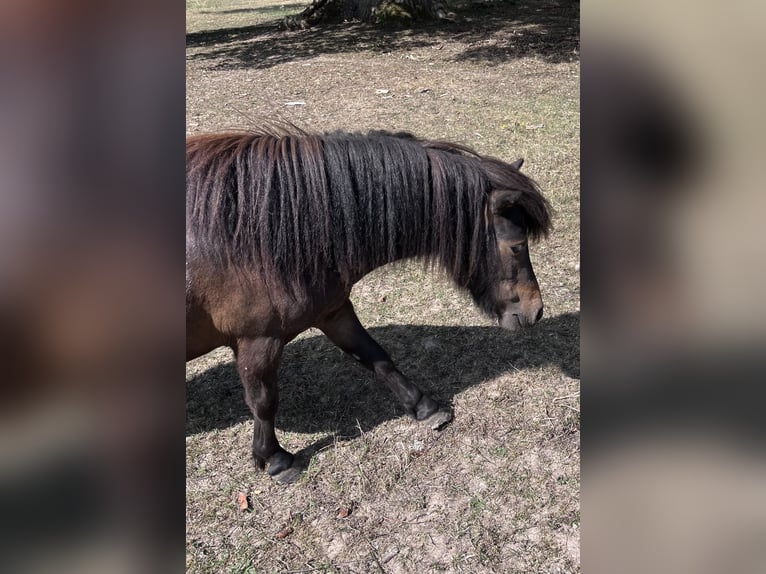 Shetland Ponies Mare 2 years 10,1 hh Black in Nogent-sur-Vernisson