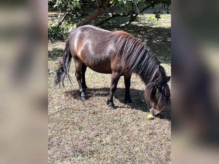 Shetland Ponies Mare 2 years 10,1 hh Black in Nogent-sur-Vernisson