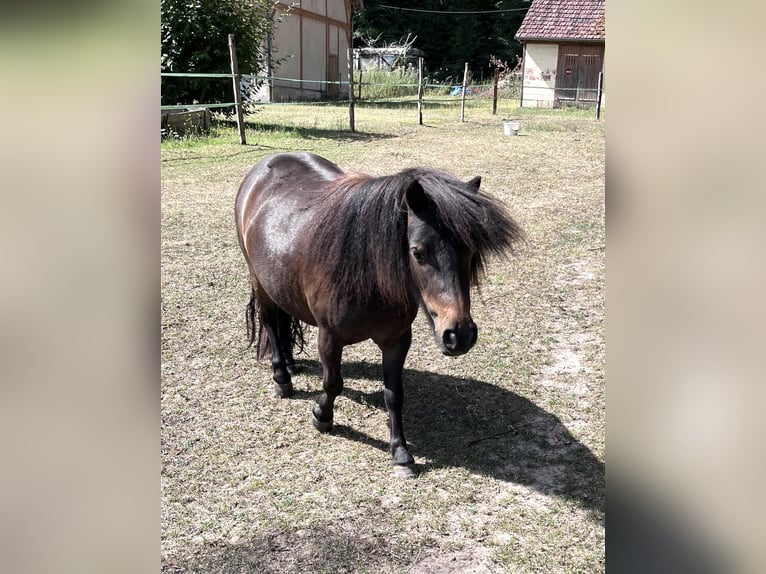 Shetland Ponies Mare 2 years 10,1 hh Black in Nogent-sur-Vernisson