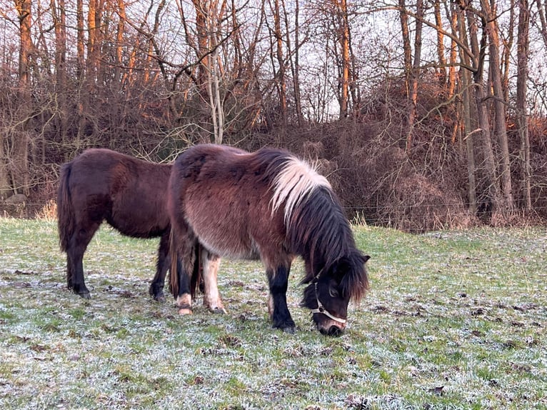 Shetland Ponies Mare 2 years 10,1 hh Pinto in Grimmen