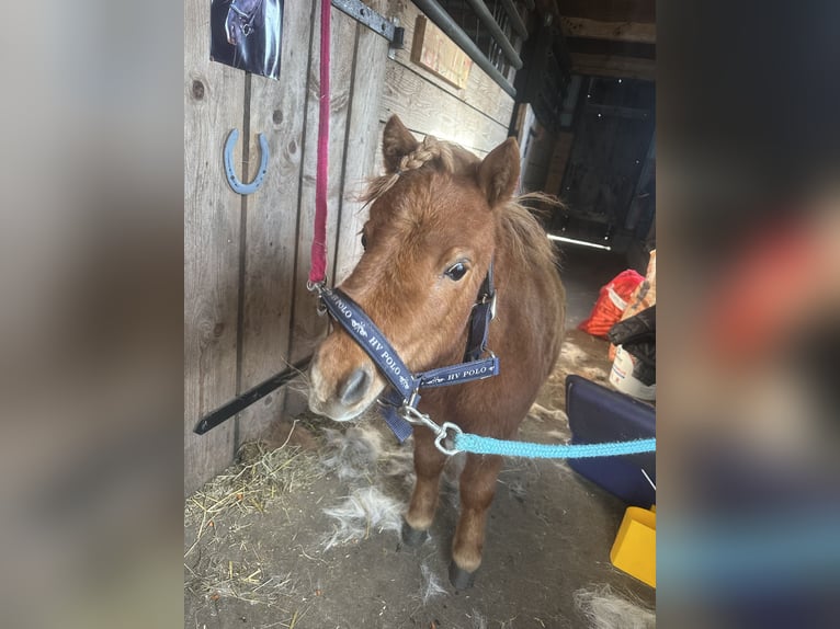 Shetland Ponies Mare 2 years 7.1 hh Chestnut-Red in Bordelum