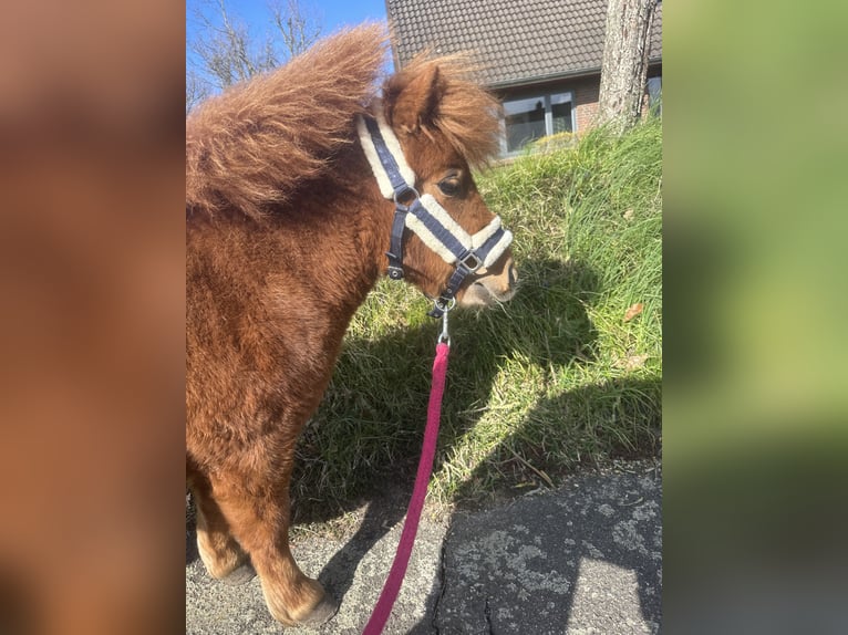 Shetland Ponies Mare 2 years 7.1 hh Chestnut-Red in Bordelum