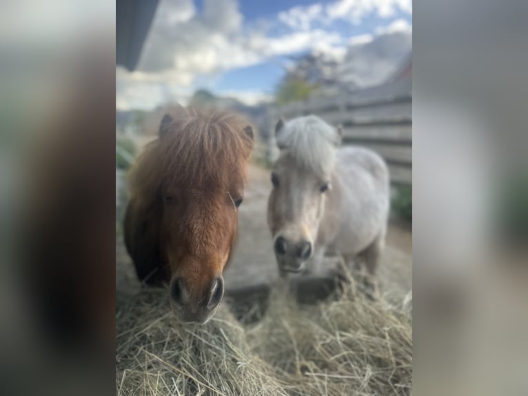 Shetland Ponies Mare 2 years 7.3 hh Chestnut-Red in Bordelum