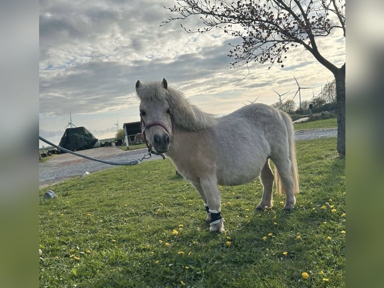 Shetland Ponies Mare 2 years 7.3 hh Chestnut-Red in Bordelum