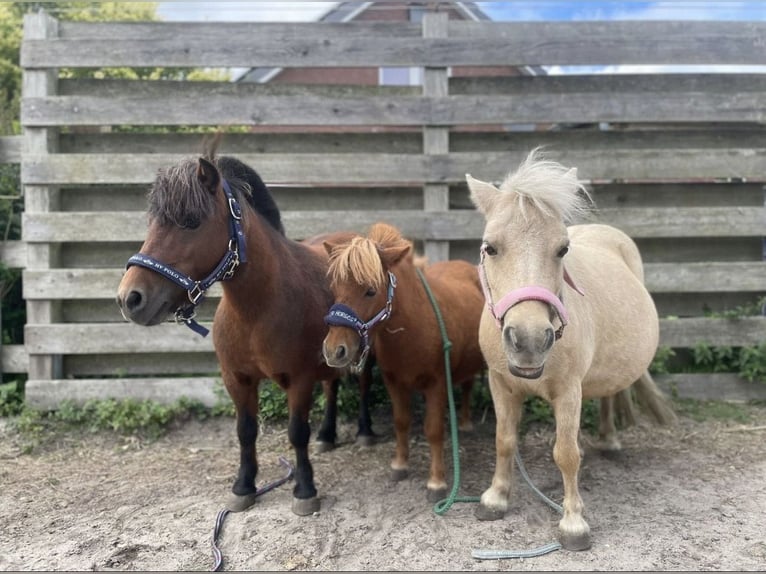Shetland Ponies Mare 2 years 7.3 hh Chestnut-Red in Bordelum