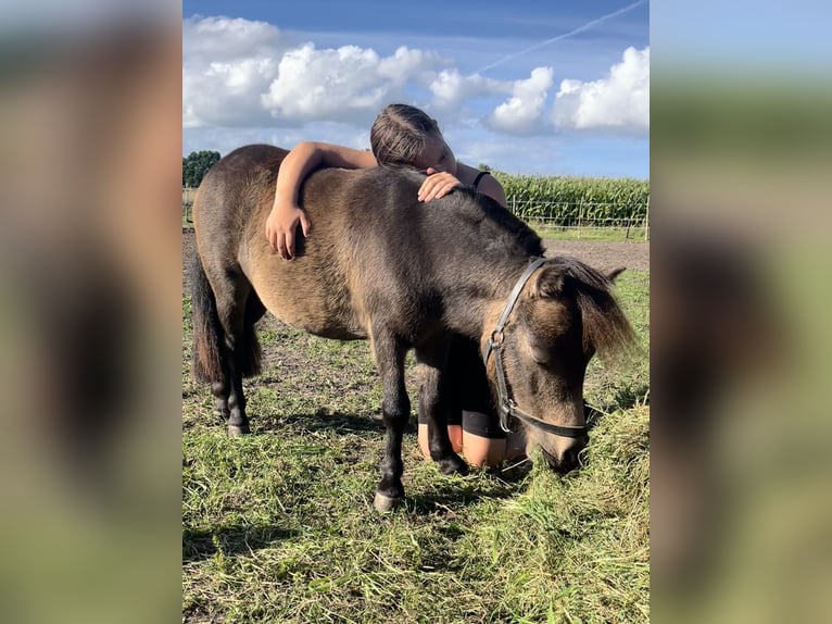 Shetland Ponies Mare 2 years 7,1 hh Brown in Niepars