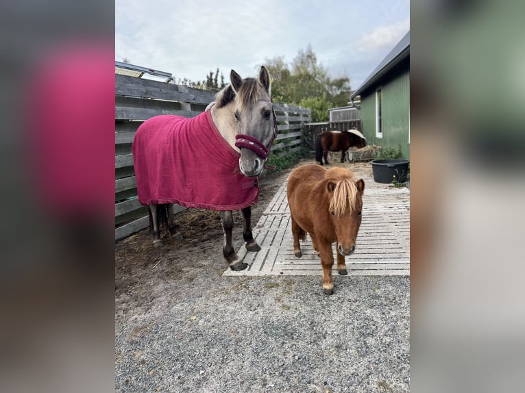 Shetland Ponies Mare 2 years 7,1 hh Chestnut-Red in Bordelum