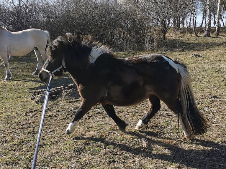 Shetland Ponies Mare 2 years 9.2 hh Brown in Grimmen