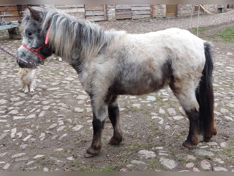 Shetland Ponies Mare 2 years 9.2 hh Leopard-Piebald in Hörsingen