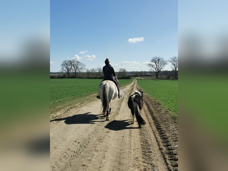 Shetland Ponies Mare 2 years 9,2 hh Brown in Grimmen