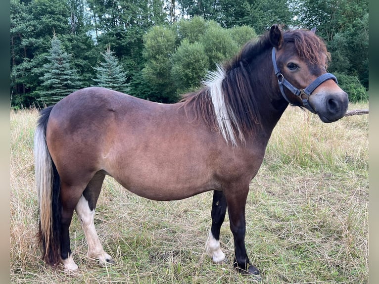 Shetland Ponies Mare 2 years 9,2 hh Brown in Grimmen