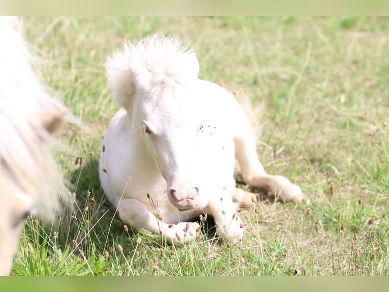 Shetland Ponies Mare 2 years 9,2 hh Cremello in Mügeln