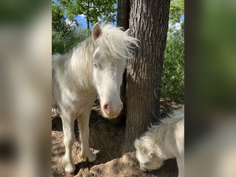 Shetland Ponies Mare 2 years 9,2 hh Cremello in Mügeln