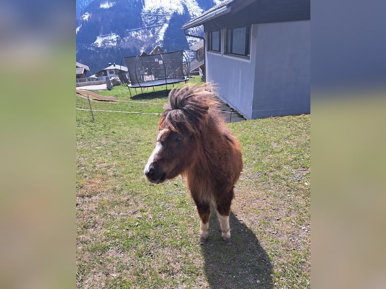 Shetland Ponies Mare 2 years in Obertilliach