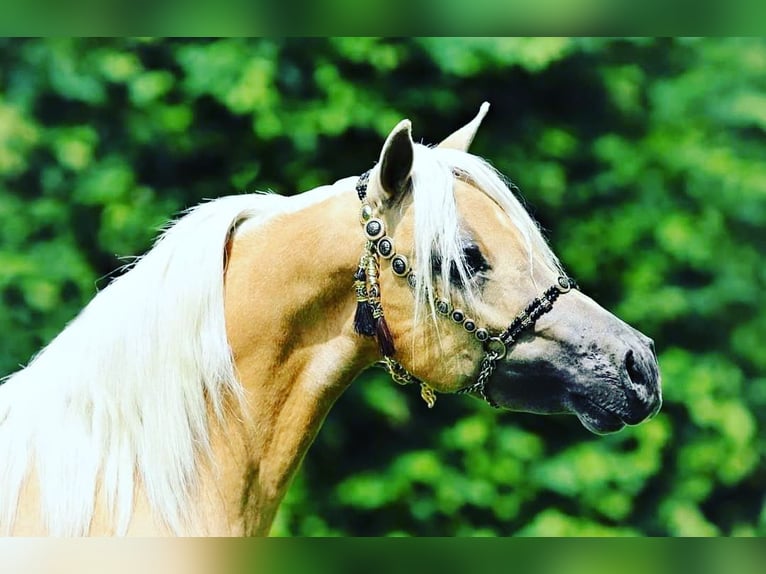 Shetland Ponies Mare 2 years in Rhinow