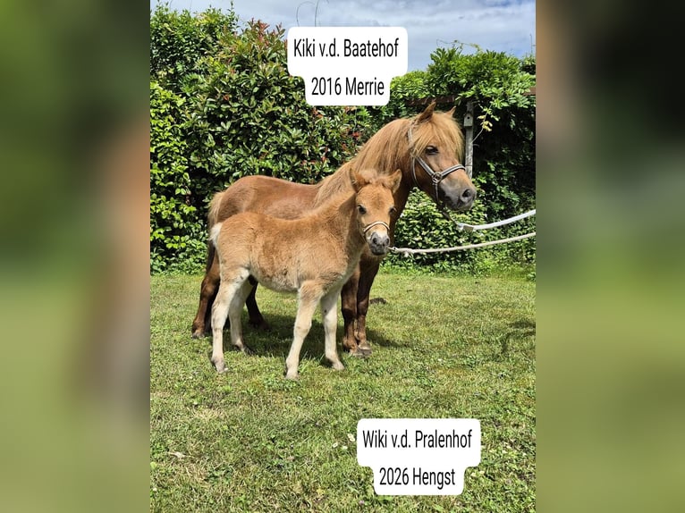 Shetland Ponies Mare 2 years White in Veghel